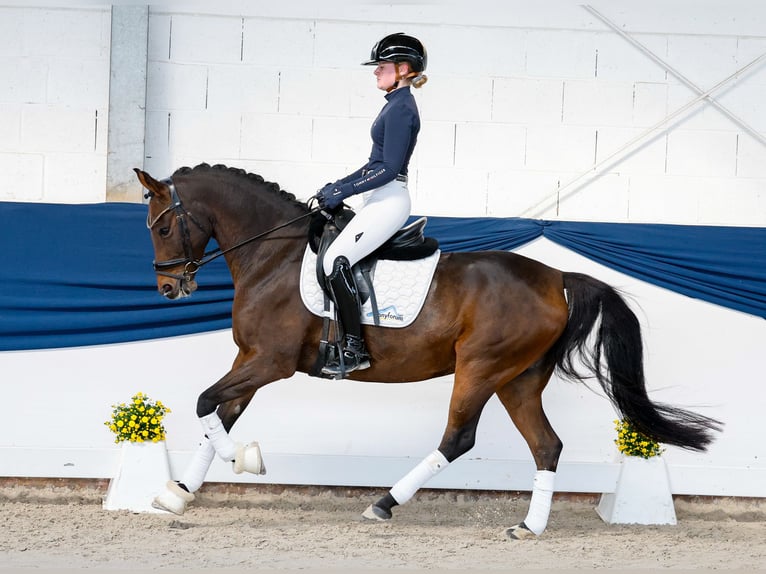 Duitse rijpony Ruin 8 Jaar 147 cm Donkerbruin in Marsberg