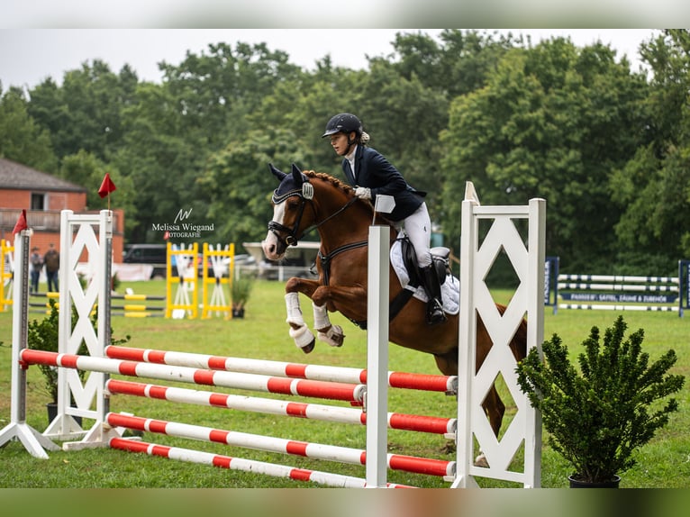 Duitse rijpony Ruin 8 Jaar 147 cm Vos in Wedemark