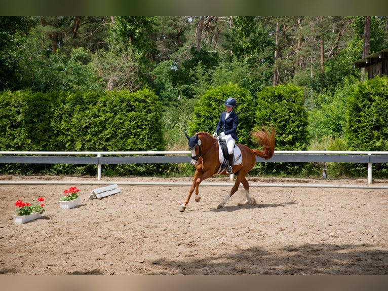 Duitse rijpony Ruin 8 Jaar 147 cm Vos in Wedemark