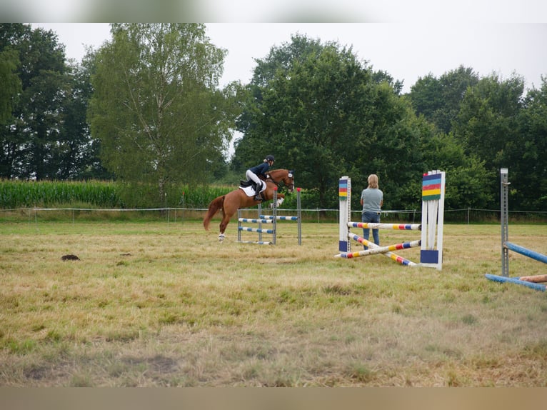 Duitse rijpony Ruin 8 Jaar 147 cm Vos in Wedemark