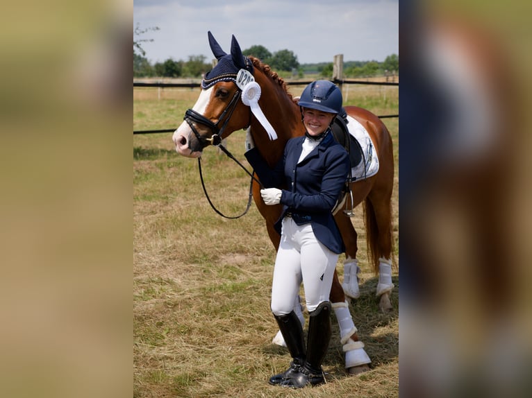 Duitse rijpony Ruin 8 Jaar 147 cm Vos in Wedemark