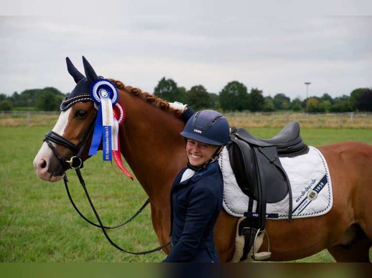 Duitse rijpony Ruin 8 Jaar 147 cm Vos in Wedemark