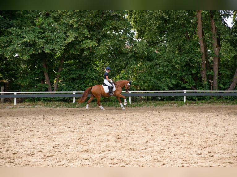Duitse rijpony Ruin 8 Jaar 147 cm Vos in Wedemark
