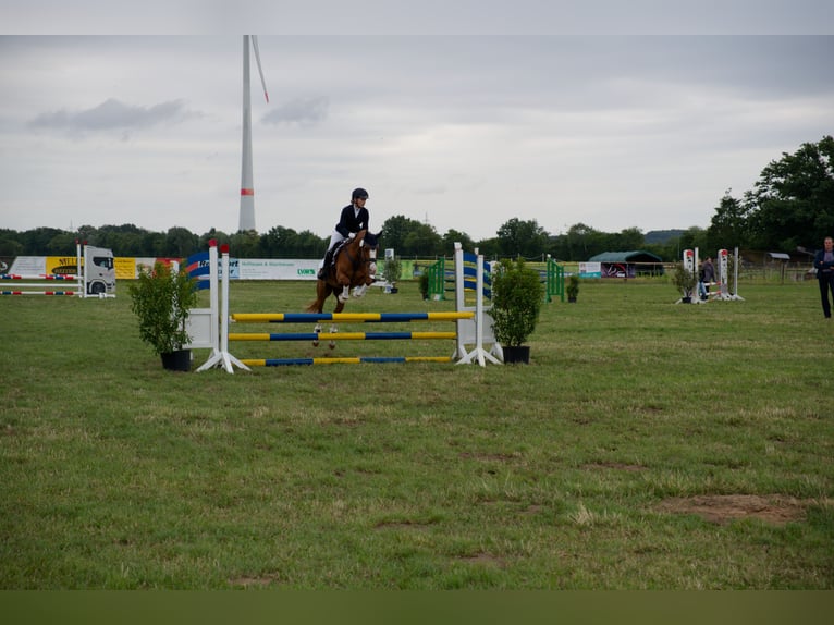 Duitse rijpony Ruin 8 Jaar 147 cm Vos in Wedemark