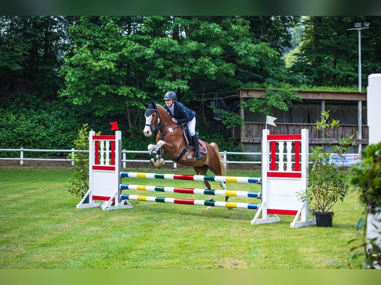 Duitse rijpony Ruin 8 Jaar 147 cm Vos in Goch
