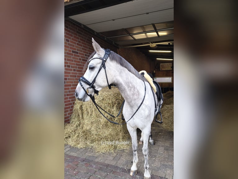 Duitse rijpony Ruin 8 Jaar 148 cm Appelschimmel in Friesoythe