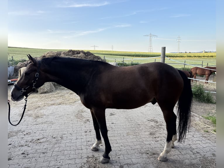 Duitse rijpony Ruin 8 Jaar 148 cm Bruin in Donaueschingen