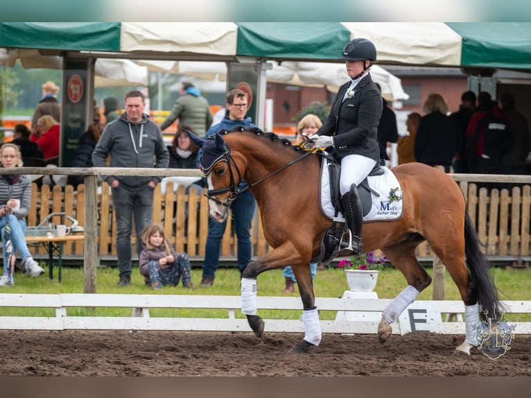 Duitse rijpony Ruin 8 Jaar 148 cm Bruin in Ehrenburg