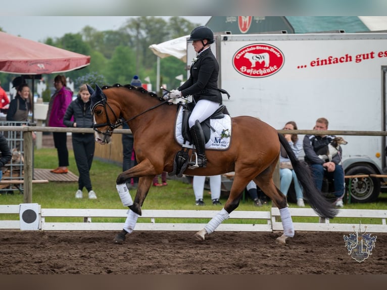 Duitse rijpony Ruin 8 Jaar 148 cm Bruin in Ehrenburg