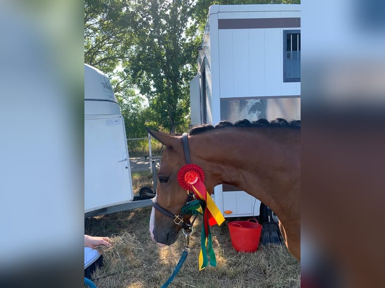 Duitse rijpony Ruin 8 Jaar 148 cm Bruin in Ehrenburg