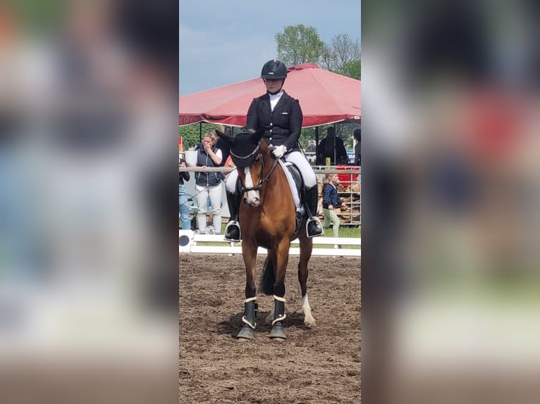 Duitse rijpony Ruin 8 Jaar 148 cm Bruin in Ehrenburg