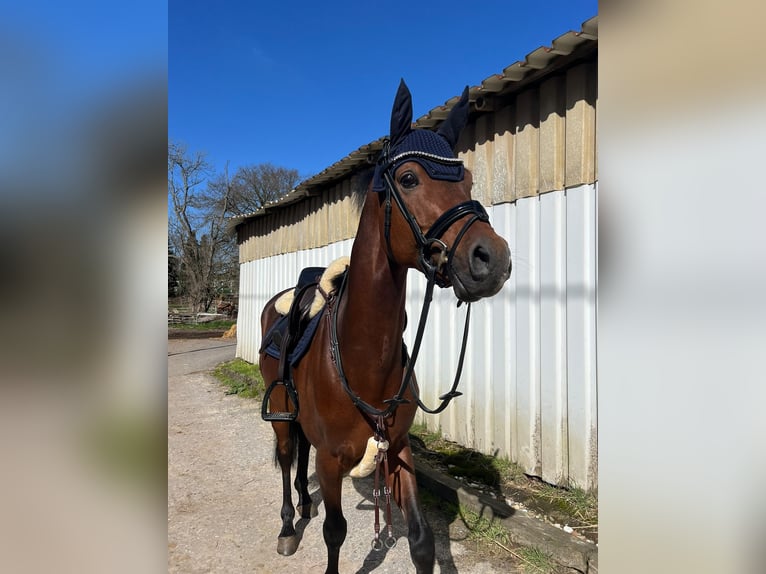 Duitse rijpony Ruin 8 Jaar 148 cm Bruin in Dinslaken