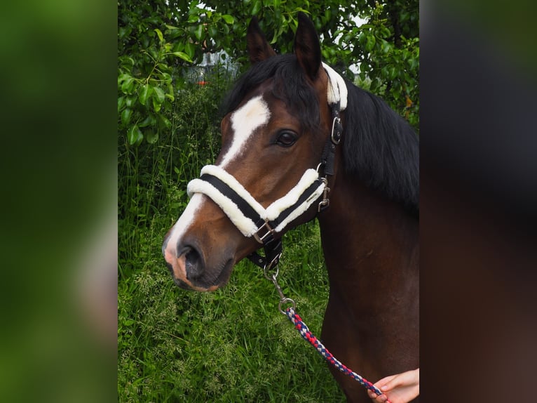 Duitse rijpony Ruin 8 Jaar 148 cm Bruin in Thalmässing