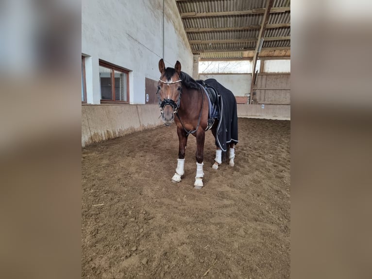 Duitse rijpony Ruin 8 Jaar 148 cm Donkere-vos in Olching