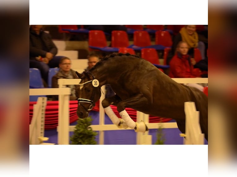 Duitse rijpony Ruin 8 Jaar 148 cm Donkere-vos in Olching