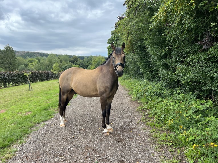 Duitse rijpony Ruin 8 Jaar 148 cm Falbe in Marpingen