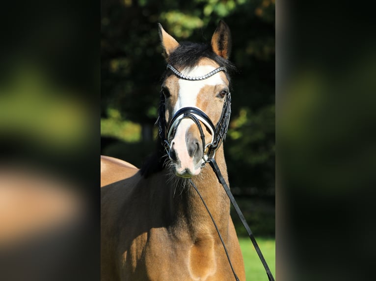 Duitse rijpony Ruin 8 Jaar 148 cm Falbe in Rehburg-Loccum Münchehagen