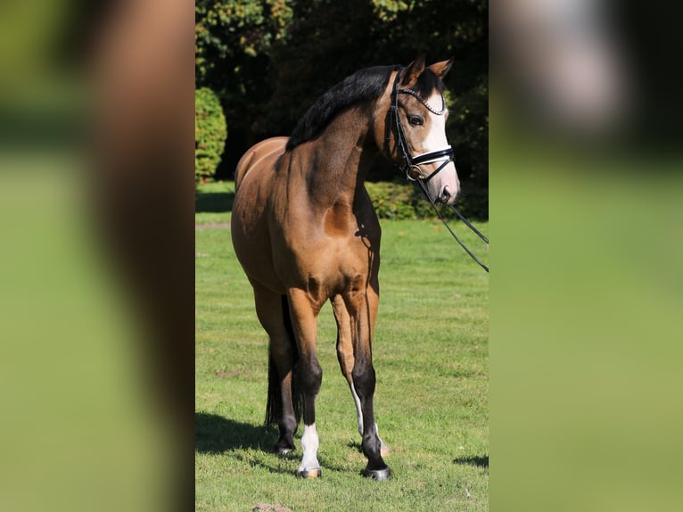 Duitse rijpony Ruin 8 Jaar 148 cm Falbe in Rehburg-Loccum Münchehagen