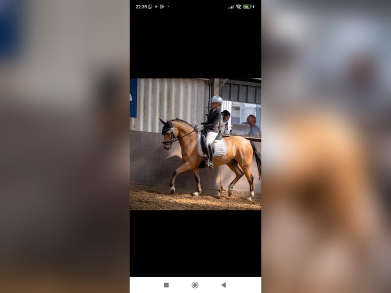 Duitse rijpony Ruin 8 Jaar 148 cm Falbe in Essen
