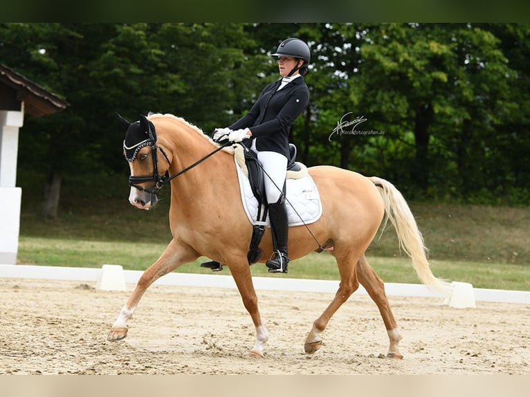 Duitse rijpony Ruin 8 Jaar 148 cm Palomino in Hambach