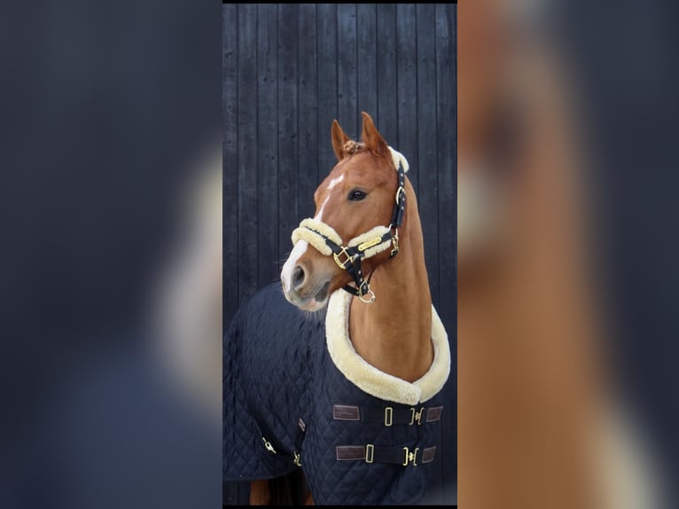 Duitse rijpony Ruin 8 Jaar 148 cm Vos in Schwalmtal