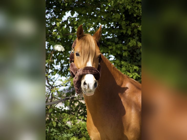 Duitse rijpony Ruin 8 Jaar 148 cm Vos in Schwalmtal