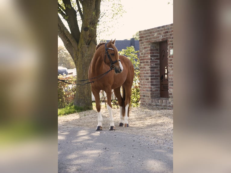 Duitse rijpony Ruin 8 Jaar 148 cm Vos in Schwalmtal