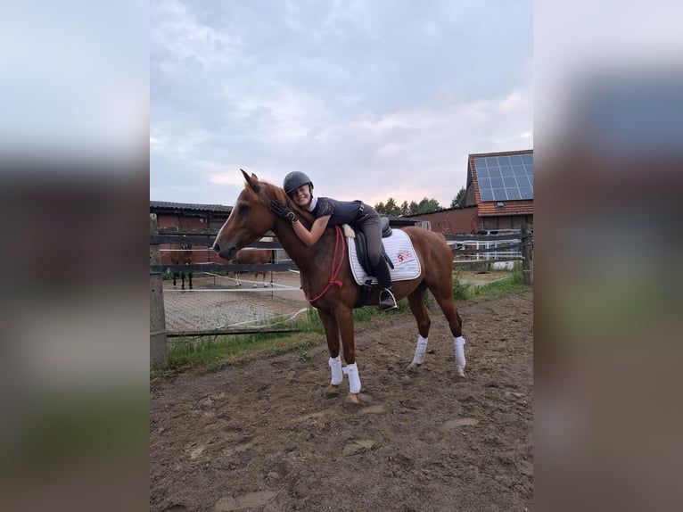 Duitse rijpony Ruin 8 Jaar 148 cm Vos in Vorhelm