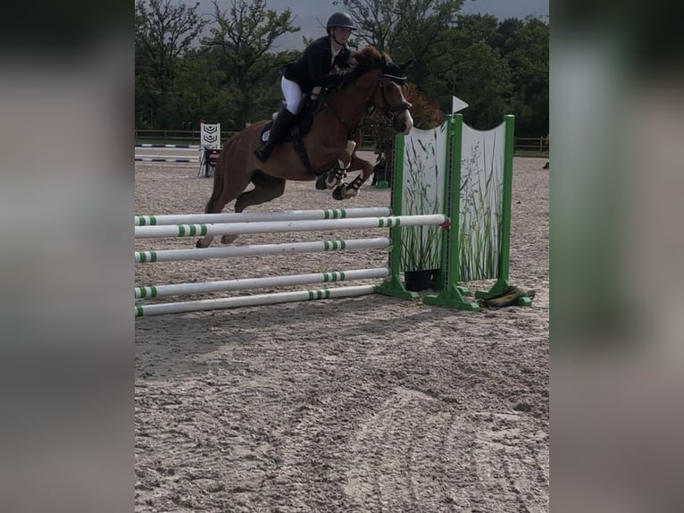 Duitse rijpony Ruin 8 Jaar 148 cm Vos in Horst Duitse rijpony Ruin 8 Jaar 148 cm Vos in Horst