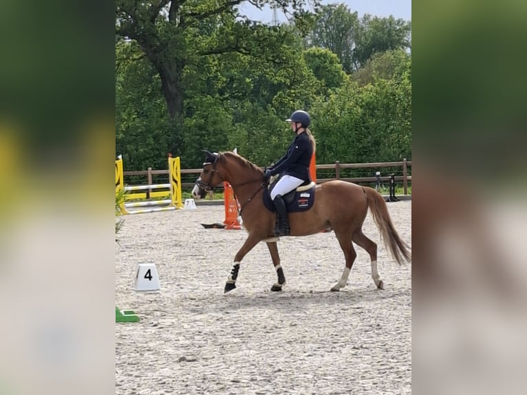 Duitse rijpony Ruin 8 Jaar 148 cm Vos in Horst Duitse rijpony Ruin 8 Jaar 148 cm Vos in Horst