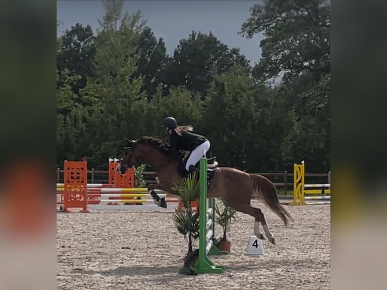 Duitse rijpony Ruin 8 Jaar 148 cm Vos in Horst Duitse rijpony Ruin 8 Jaar 148 cm Vos in Horst