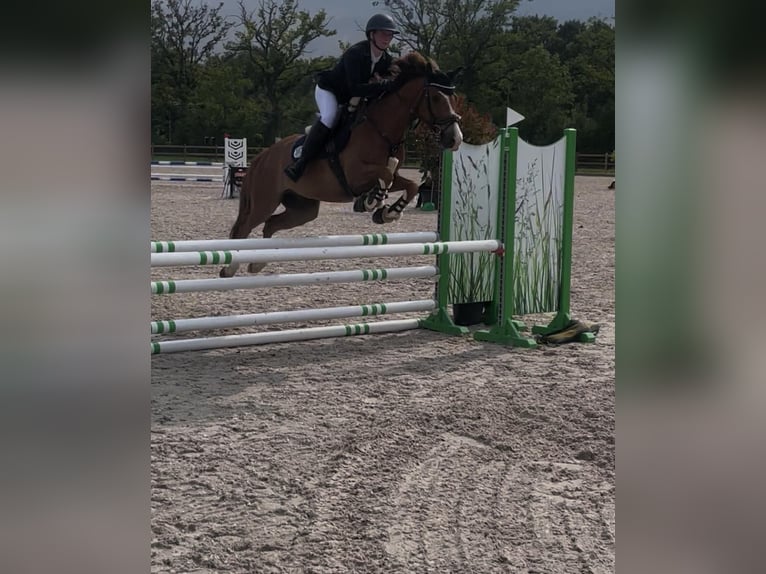 Duitse rijpony Ruin 8 Jaar 148 cm Vos in Horst Duitse rijpony Ruin 8 Jaar 148 cm Vos in Horst