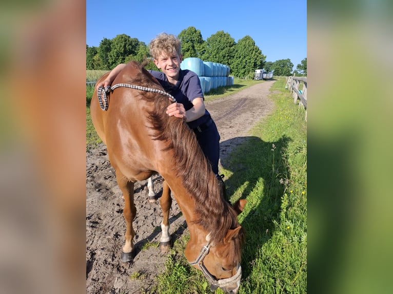Duitse rijpony Ruin 8 Jaar 148 cm Vos in Horst Duitse rijpony Ruin 8 Jaar 148 cm Vos in Horst