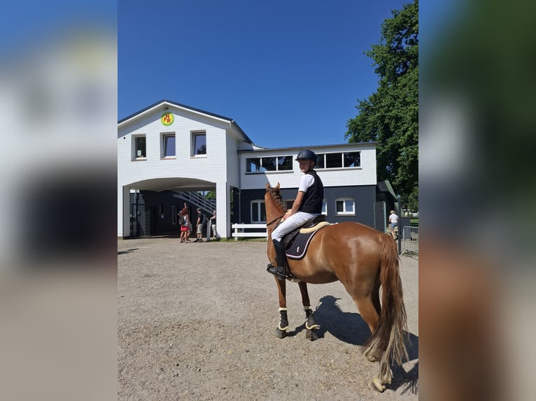 Duitse rijpony Ruin 8 Jaar 148 cm Vos in Horst Duitse rijpony Ruin 8 Jaar 148 cm Vos in Horst