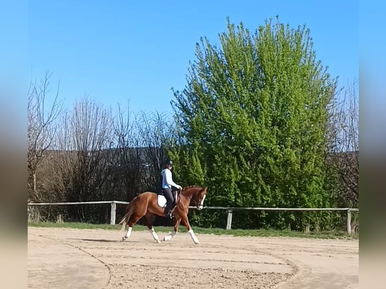 Duitse rijpony Ruin 8 Jaar 148 cm Vos in Jesberg