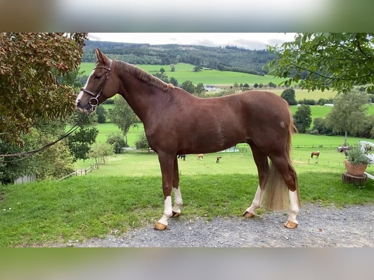 Duitse rijpony Ruin 8 Jaar 148 cm Vos in Schmallenberg