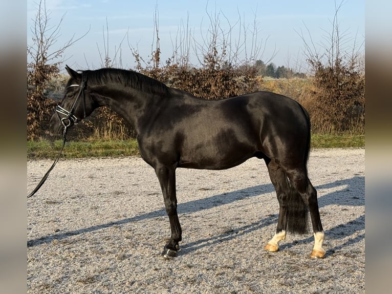 Duitse rijpony Ruin 8 Jaar 148 cm Zwart in Viersen