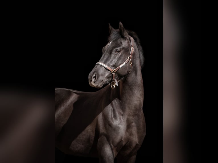 Duitse rijpony Ruin 8 Jaar 148 cm Zwart in Wanfried