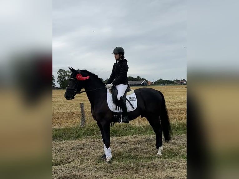 Duitse rijpony Ruin 8 Jaar 148 cm Zwartbruin in Wittmund