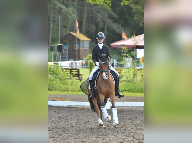 Duitse rijpony Ruin 8 Jaar 150 cm Bruin in Rosengarten