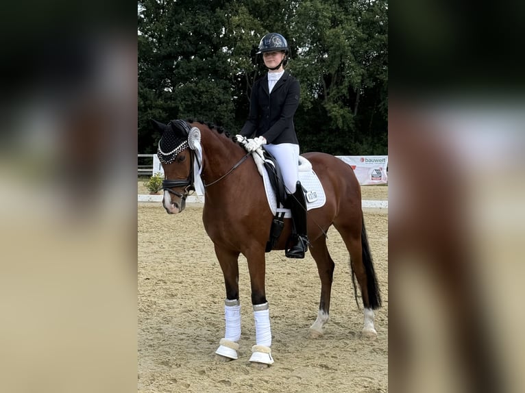 Duitse rijpony Ruin 8 Jaar 150 cm Bruin in Rosengarten
