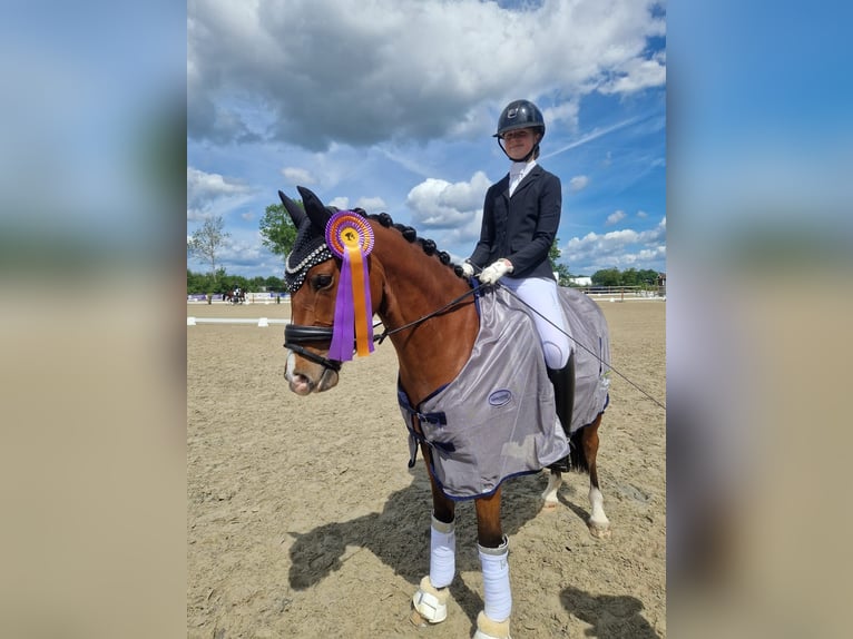 Duitse rijpony Ruin 8 Jaar 150 cm Bruin in Rosengarten