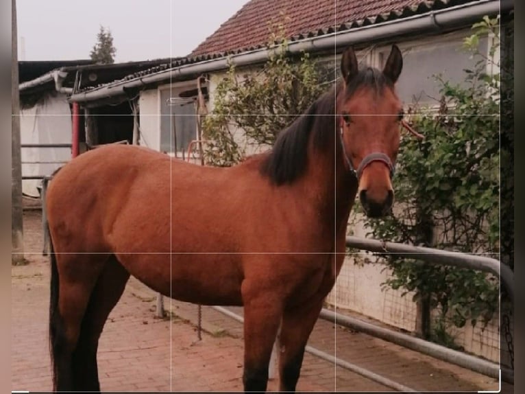 Duitse rijpony Mix Ruin 8 Jaar 150 cm Bruin in Herzberg