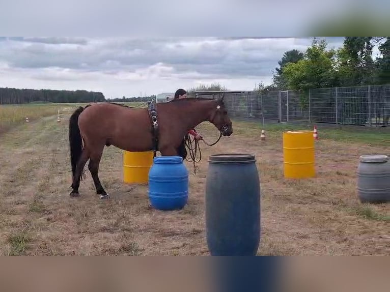 Duitse rijpony Mix Ruin 8 Jaar 150 cm Bruin in Herzberg