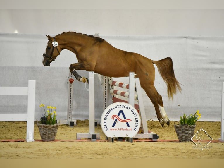 Duitse rijpony Ruin 8 Jaar 150 cm Vos in Wien, Leopoldstadt