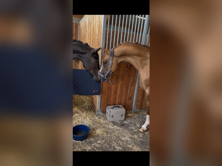 Duitse rijpony Ruin 8 Jaar 150 cm Vos in Wien, Leopoldstadt