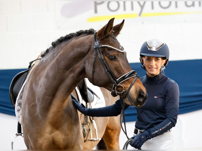 Duitse rijpony Ruin 8 Jaar 152 cm Donkerbruin in Marsberg