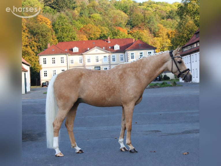 Duitse rijpony Ruin 8 Jaar 152 cm Palomino in Nörten-Hardenberg