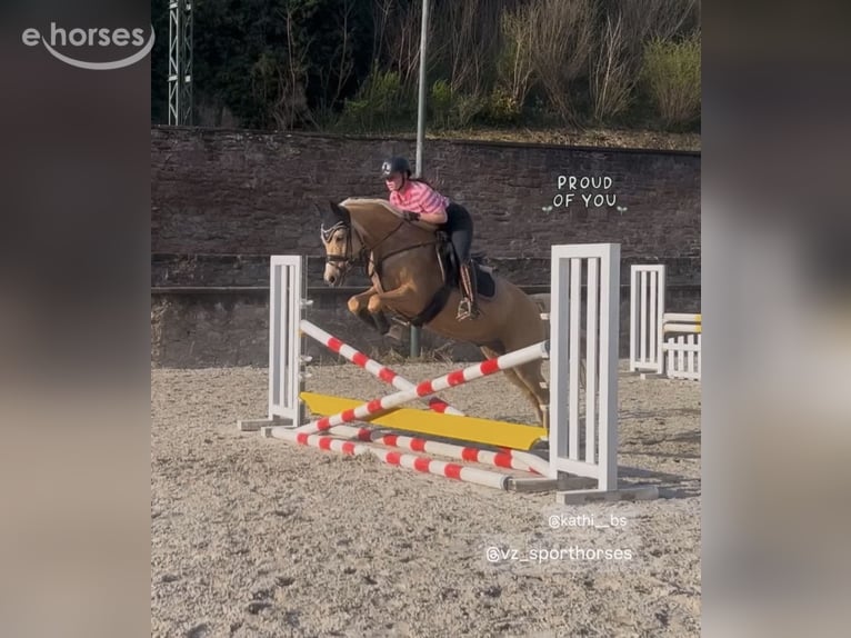 Duitse rijpony Ruin 8 Jaar 152 cm Palomino in Nörten-Hardenberg