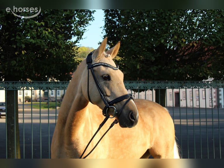 Duitse rijpony Ruin 8 Jaar 152 cm Palomino in Nörten-Hardenberg
